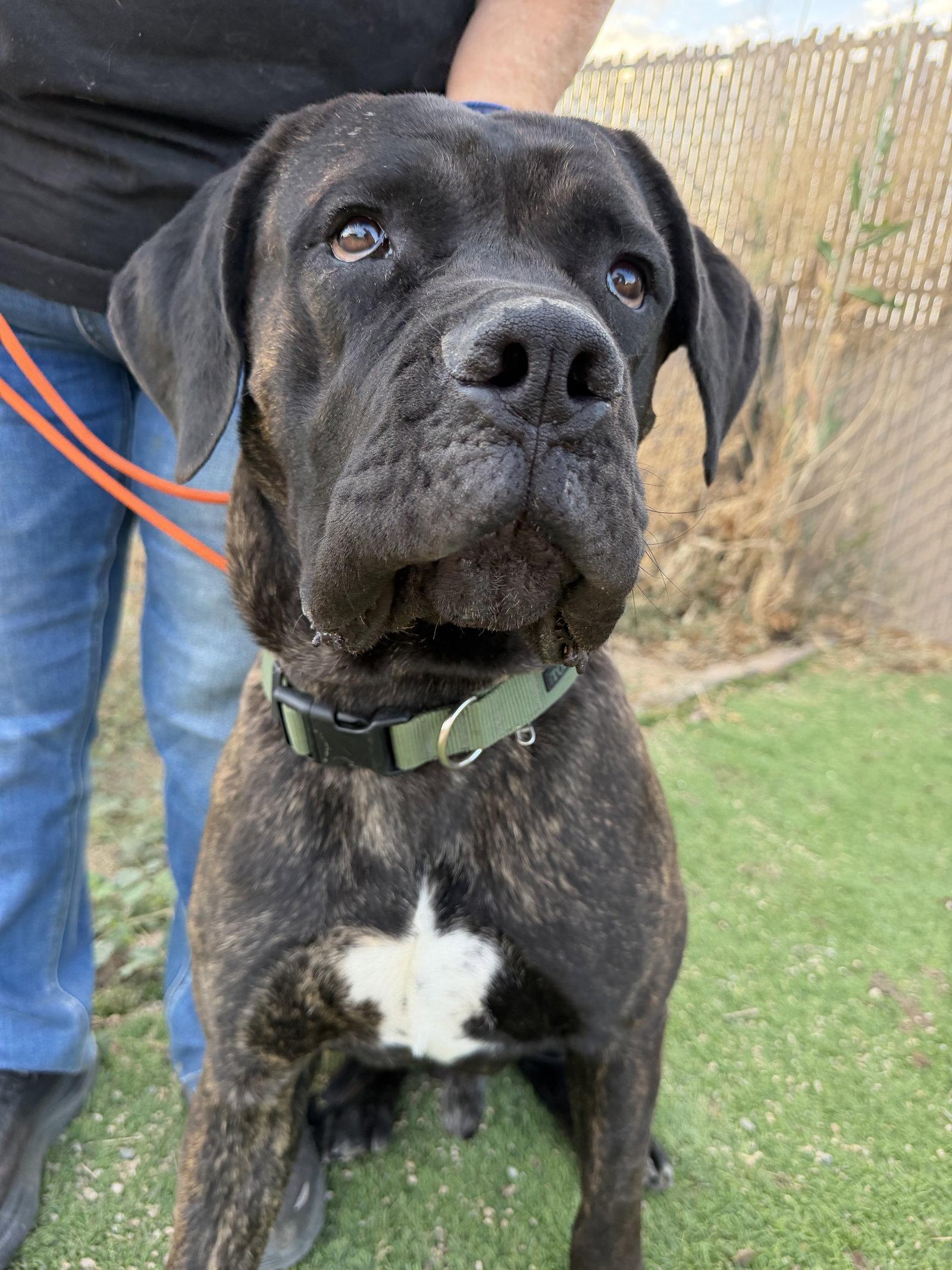 Teddy, a Adoptable Cane Corso in Glendale, AZ image 2/3
