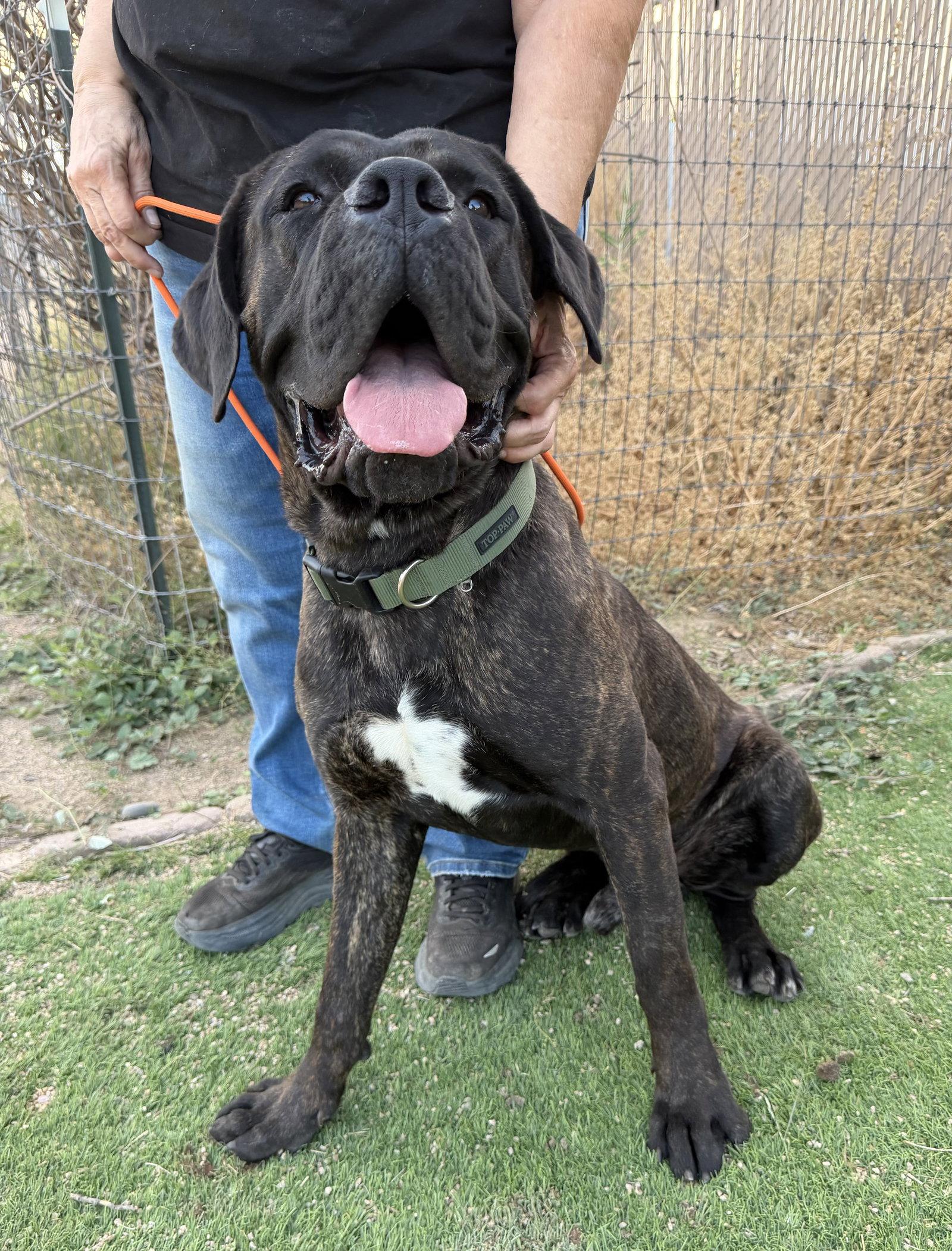 Teddy, Adoptable, Young Male Cane Corso.