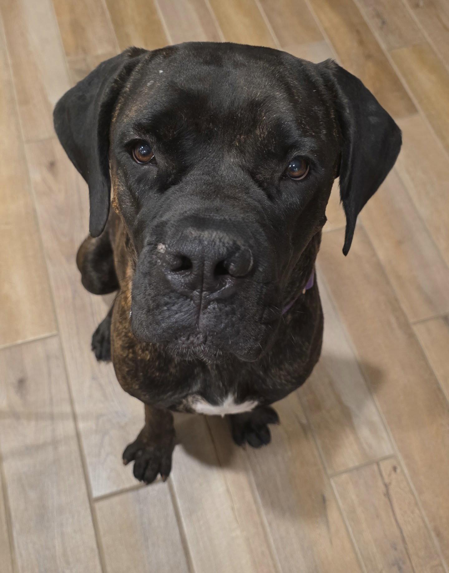 Enlarge Teddy, a Adoptable Cane Corso in Glendale, AZ image 2/3