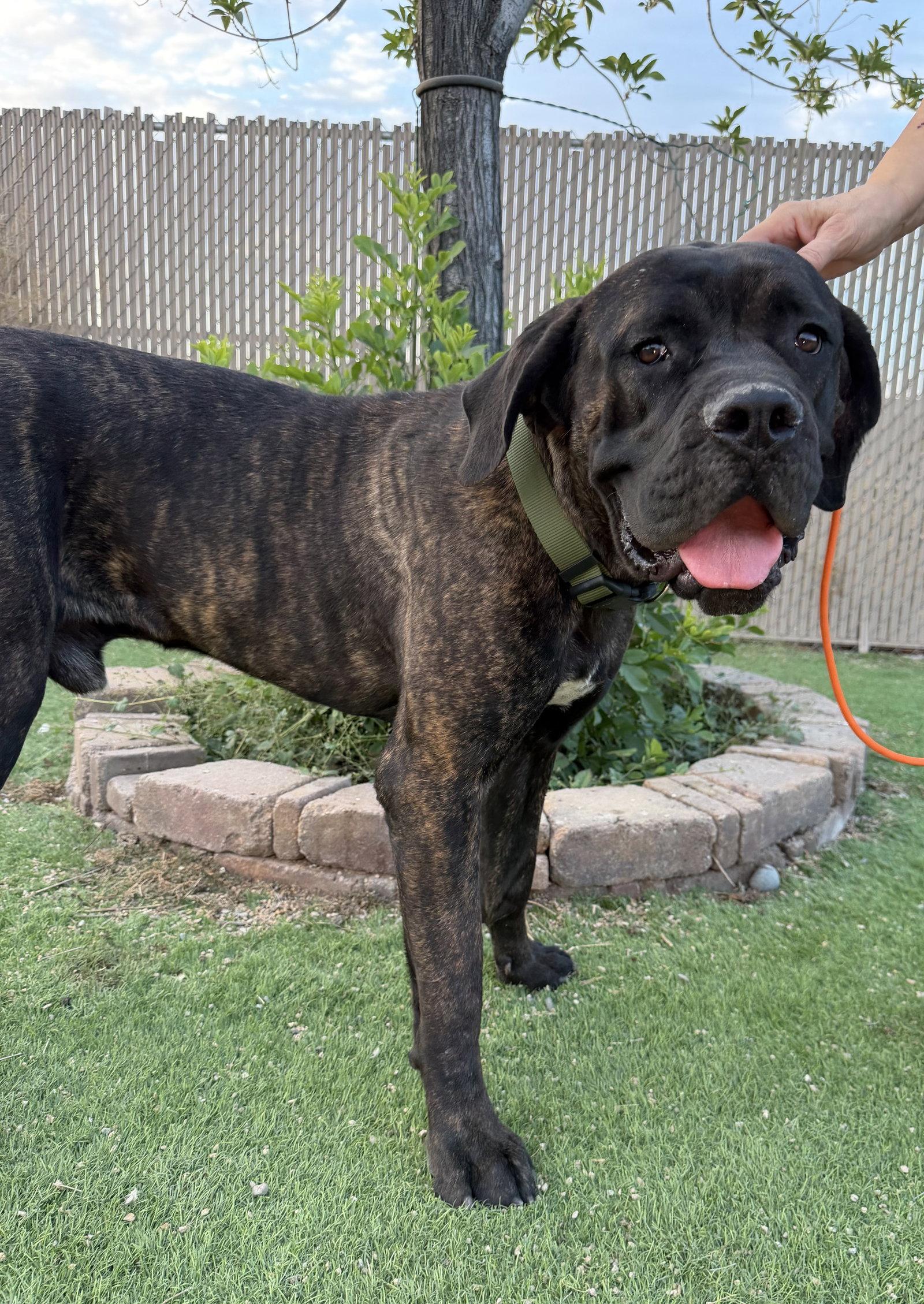 Enlarge Teddy, a Adoptable Cane Corso in Glendale, AZ image 3/3