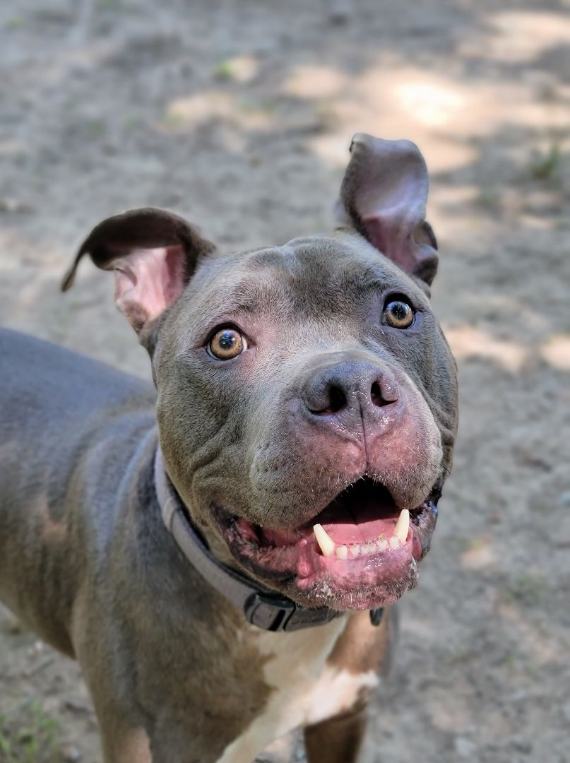 Bruno, an adoptable Pit Bull Terrier in Groton, CT, 06340 | Photo Image 1
