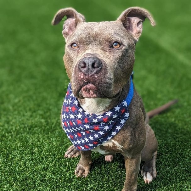 Bruno, Adoptable, Adult Male Pit Bull Terrier.