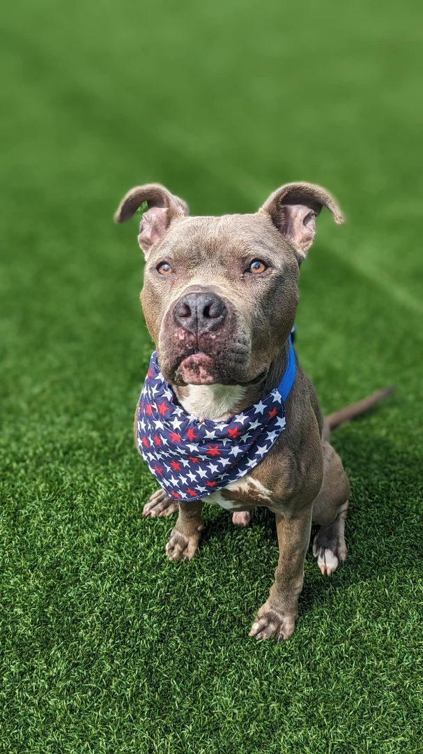 Bruno, an adoptable Pit Bull Terrier in Groton, CT, 06340 | Photo Image 6