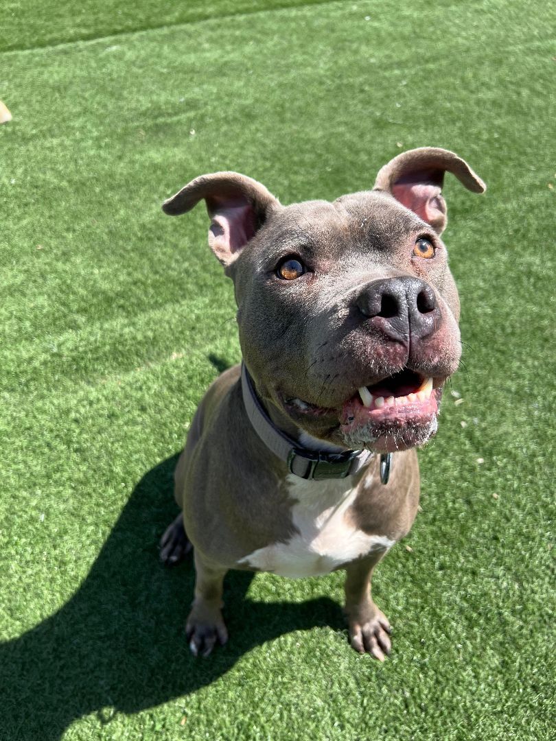 Bruno, Adoptable, Adult Male Pit Bull Terrier.