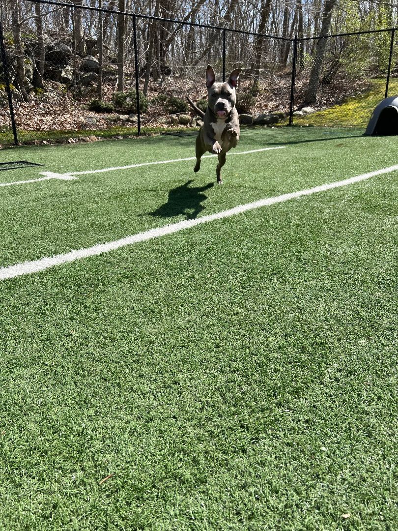 Bruno, an adoptable Pit Bull Terrier in Groton, CT, 06340 | Photo Image 4