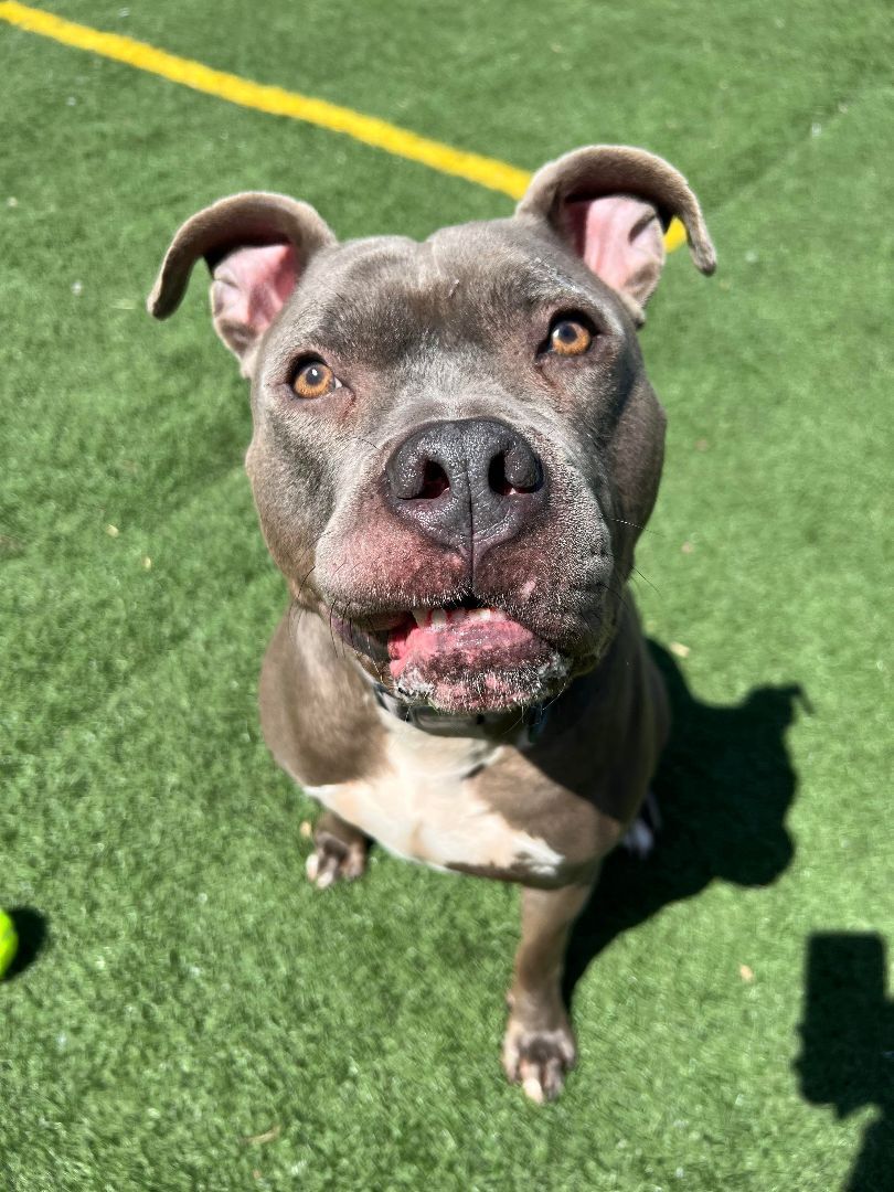 Bruno, an adoptable Pit Bull Terrier in Groton, CT, 06340 | Photo Image 2