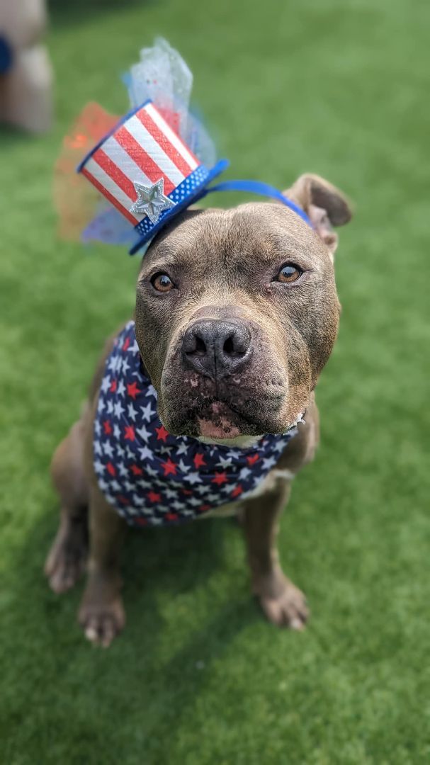Bruno, an adoptable Pit Bull Terrier in Groton, CT, 06340 | Photo Image 5