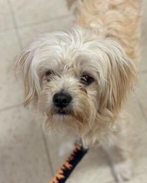Enlarge Mugsy, an adopted mixed breed in Grayslake, IL image 2/4