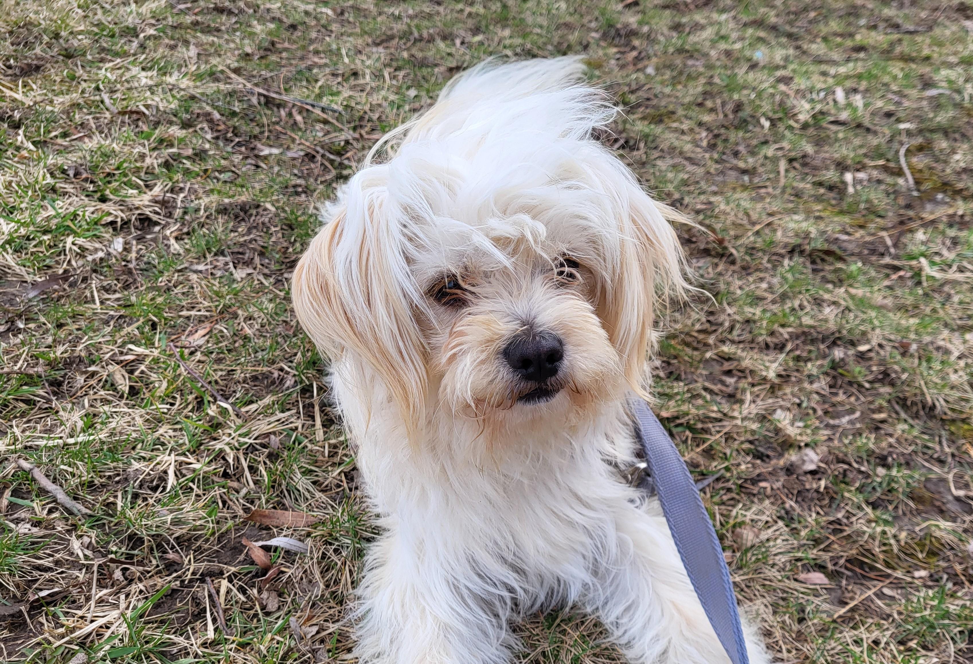 Enlarge Mugsy, an adopted mixed breed in Grayslake, IL image 3/4