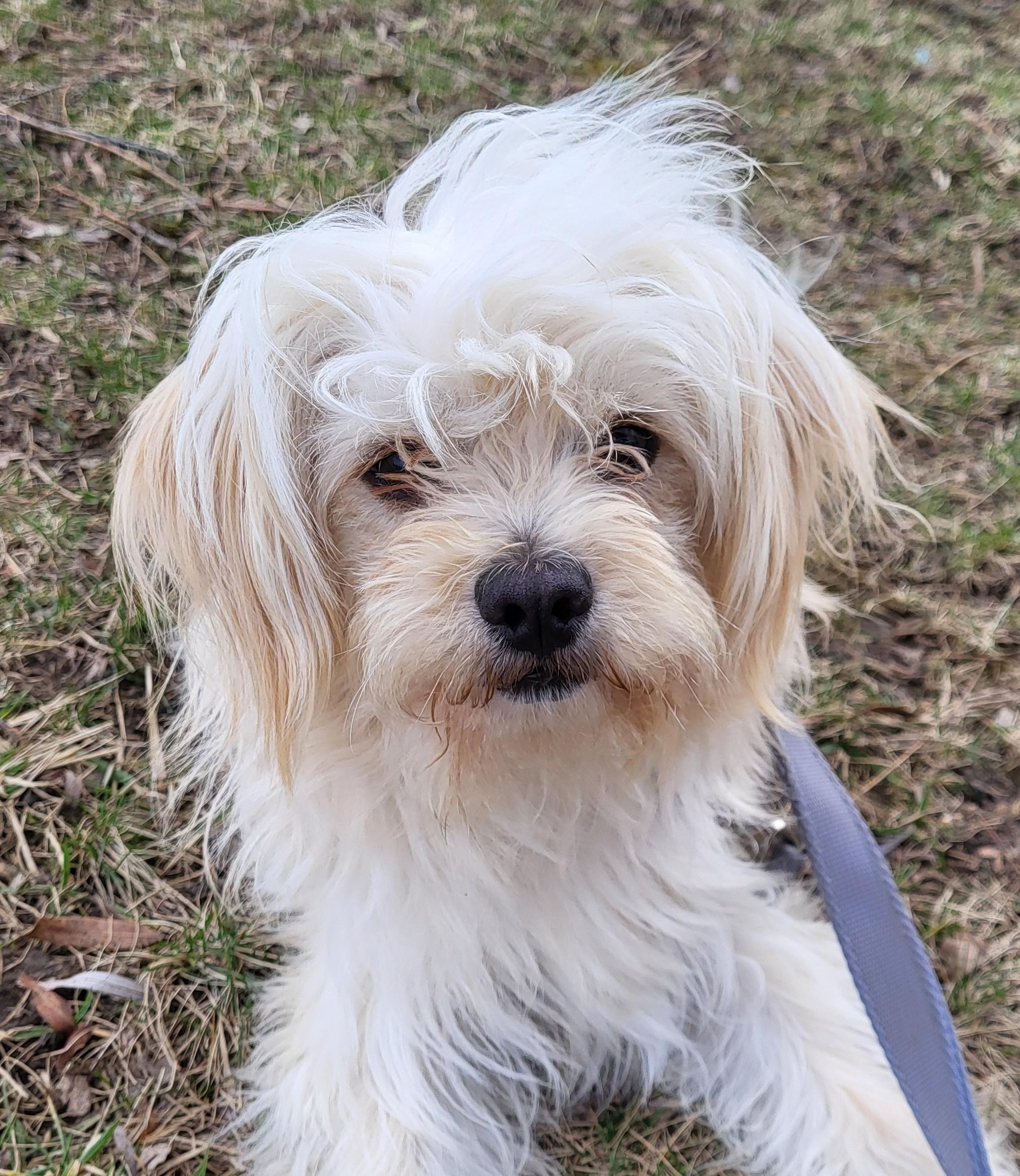 Enlarge Mugsy, an adopted mixed breed in Grayslake, IL image 1/4