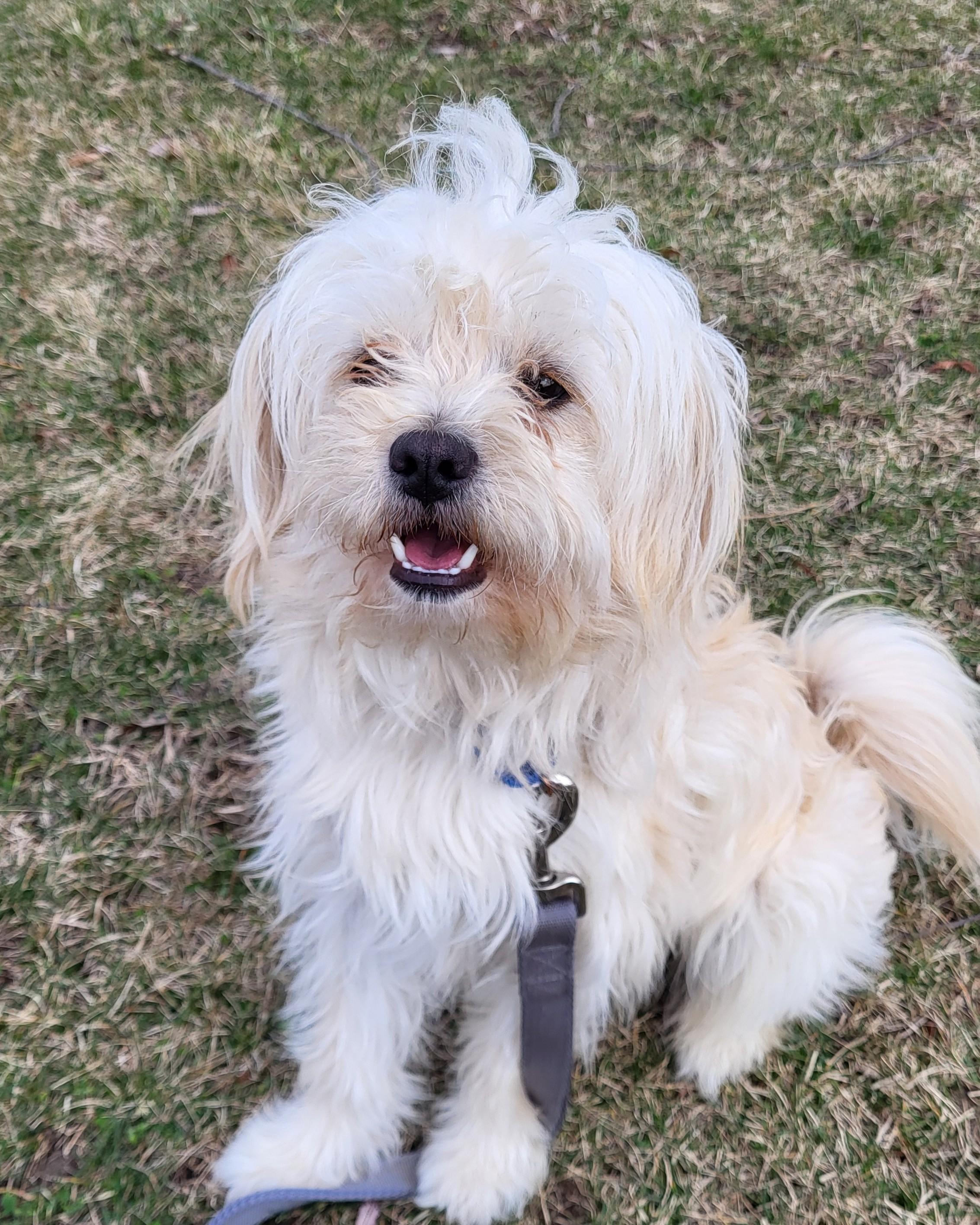 Enlarge Mugsy, an adopted mixed breed in Grayslake, IL image 4/4