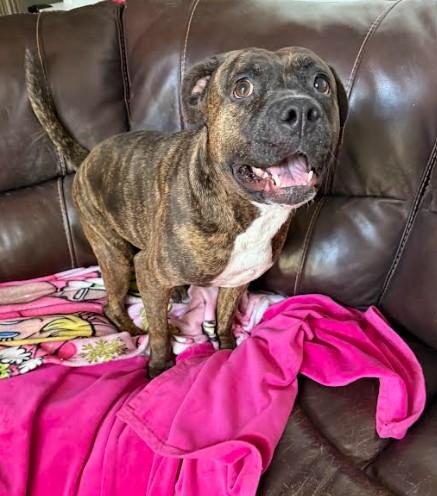 Whisper, a Adoptable mixed breed in Palm Harbor, FL image 6/6