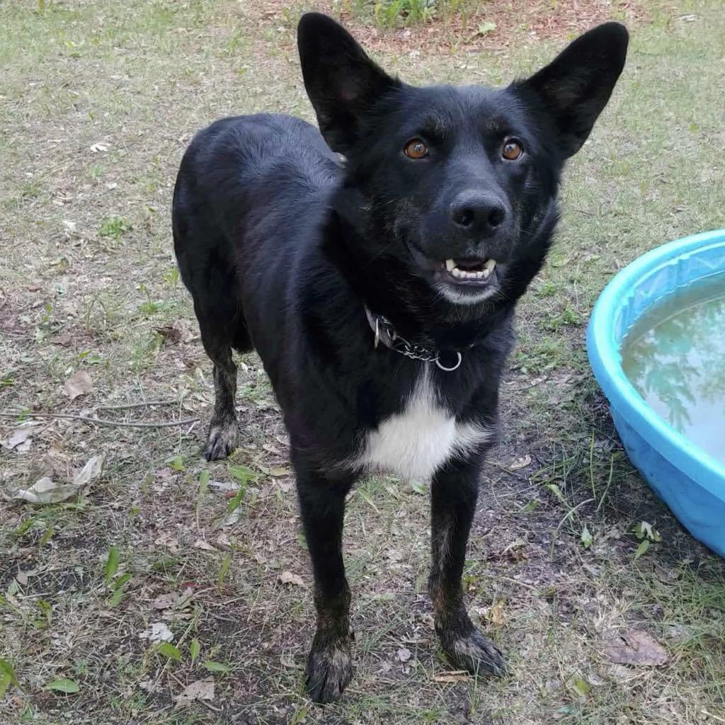 Sunnie, an adoptable Labrador Retriever in Winnipeg, MB, R2C 1P2 | Photo Image 3