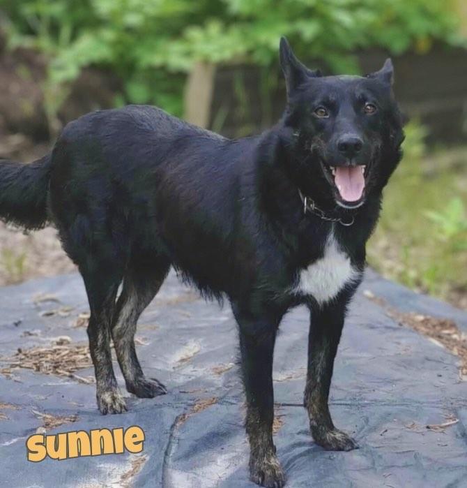 Sunnie, an adoptable Labrador Retriever in Winnipeg, MB, R2C 1P2 | Photo Image 1