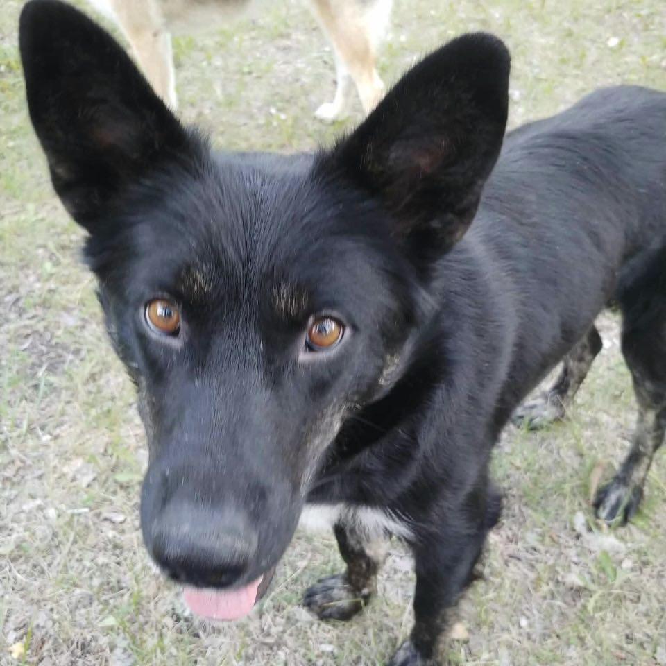 Sunnie, an adoptable Labrador Retriever in Winnipeg, MB, R2C 1P2 | Photo Image 4