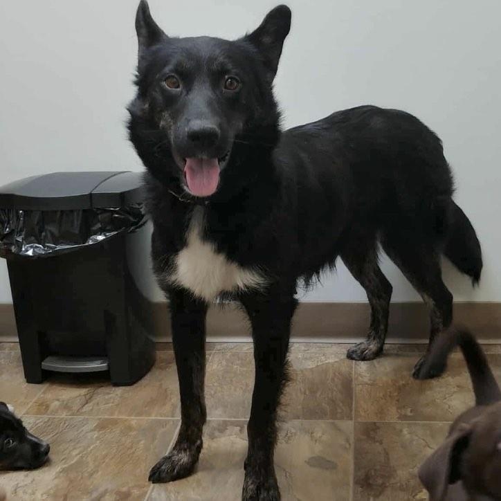 Sunnie, an adoptable Labrador Retriever in Winnipeg, MB, R2C 1P2 | Photo Image 5