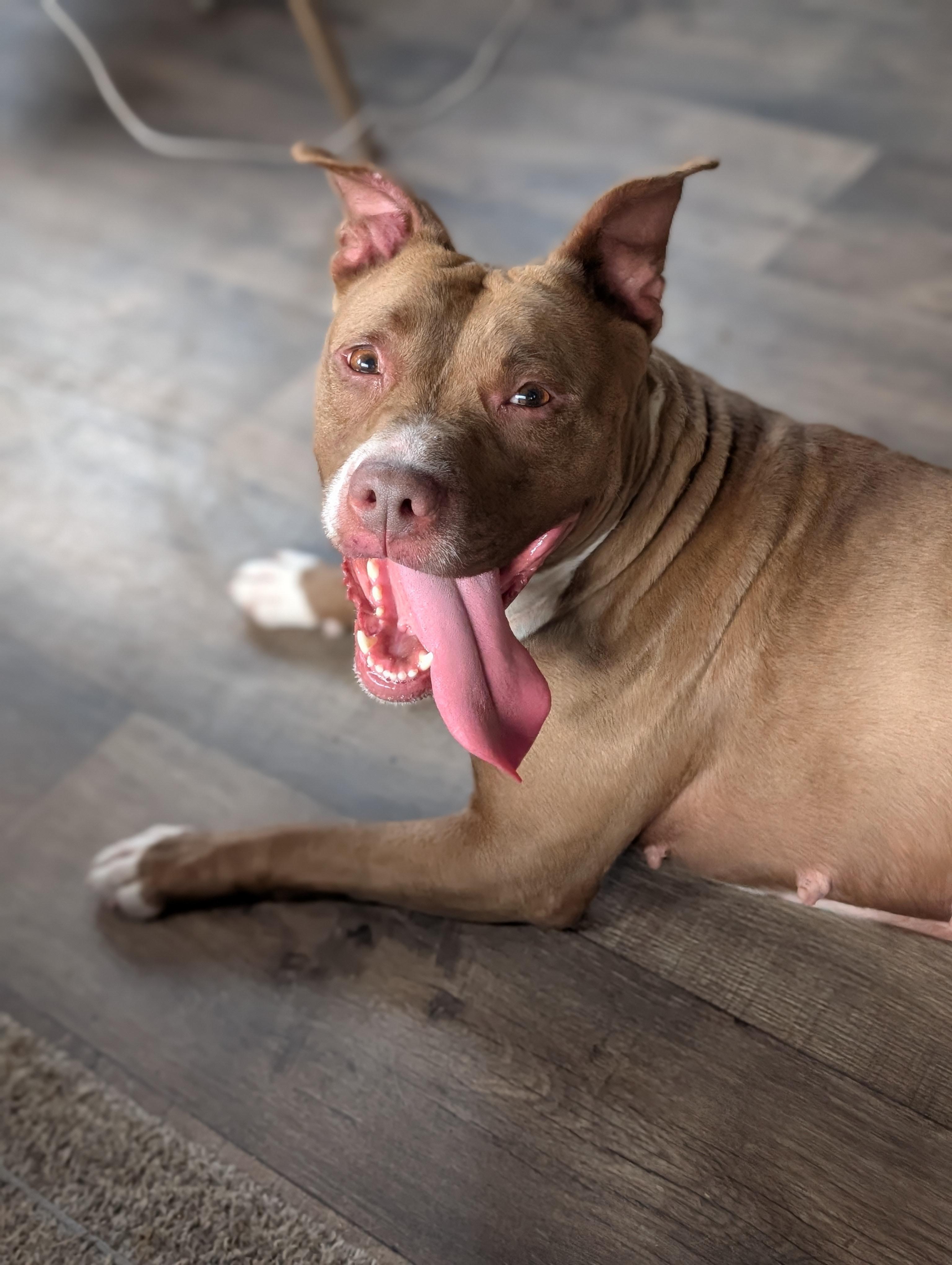 Tia, Adoptable, Adult Female Pit Bull Terrier.