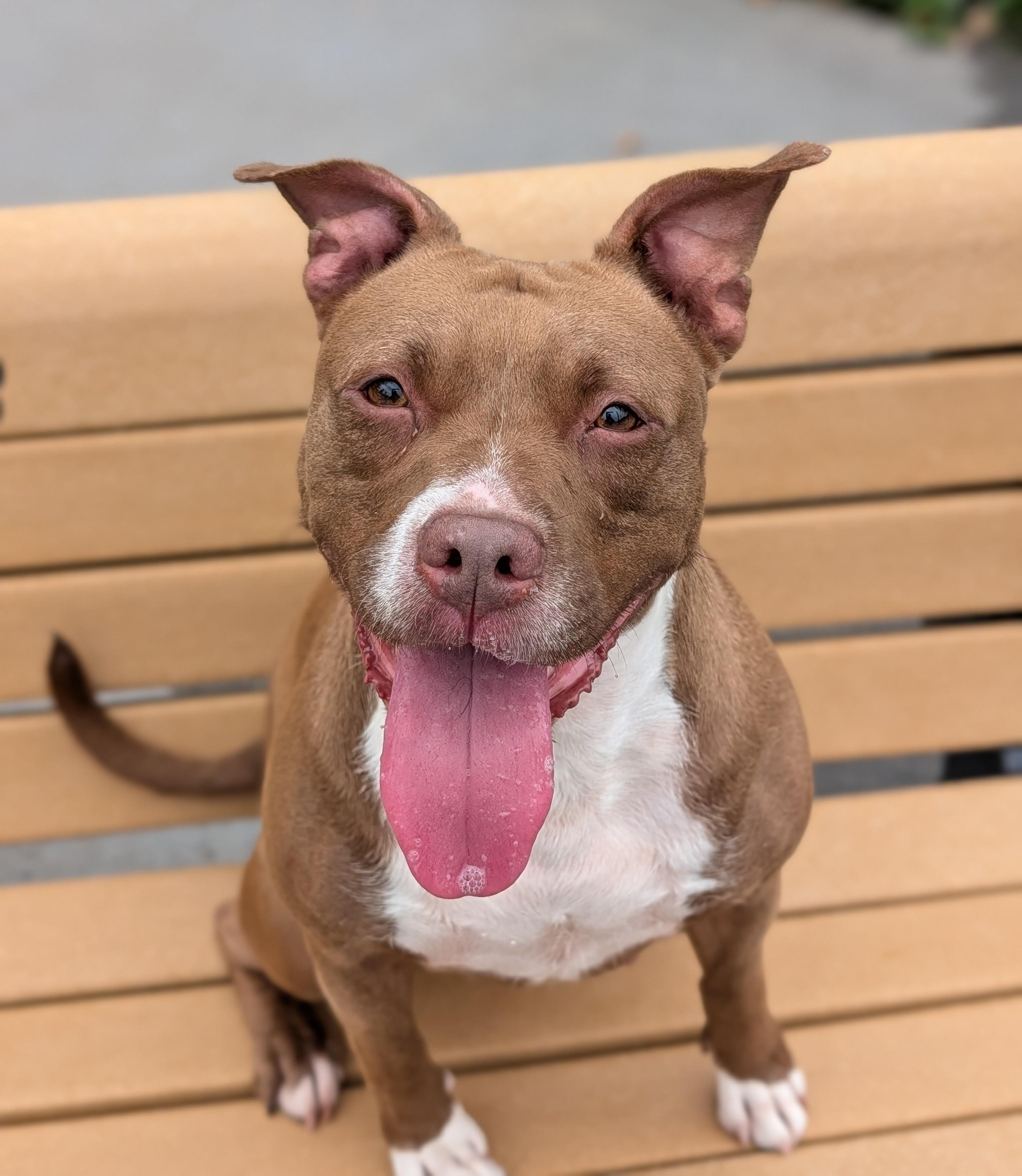 Tia, Adoptable, Adult Female Pit Bull Terrier.