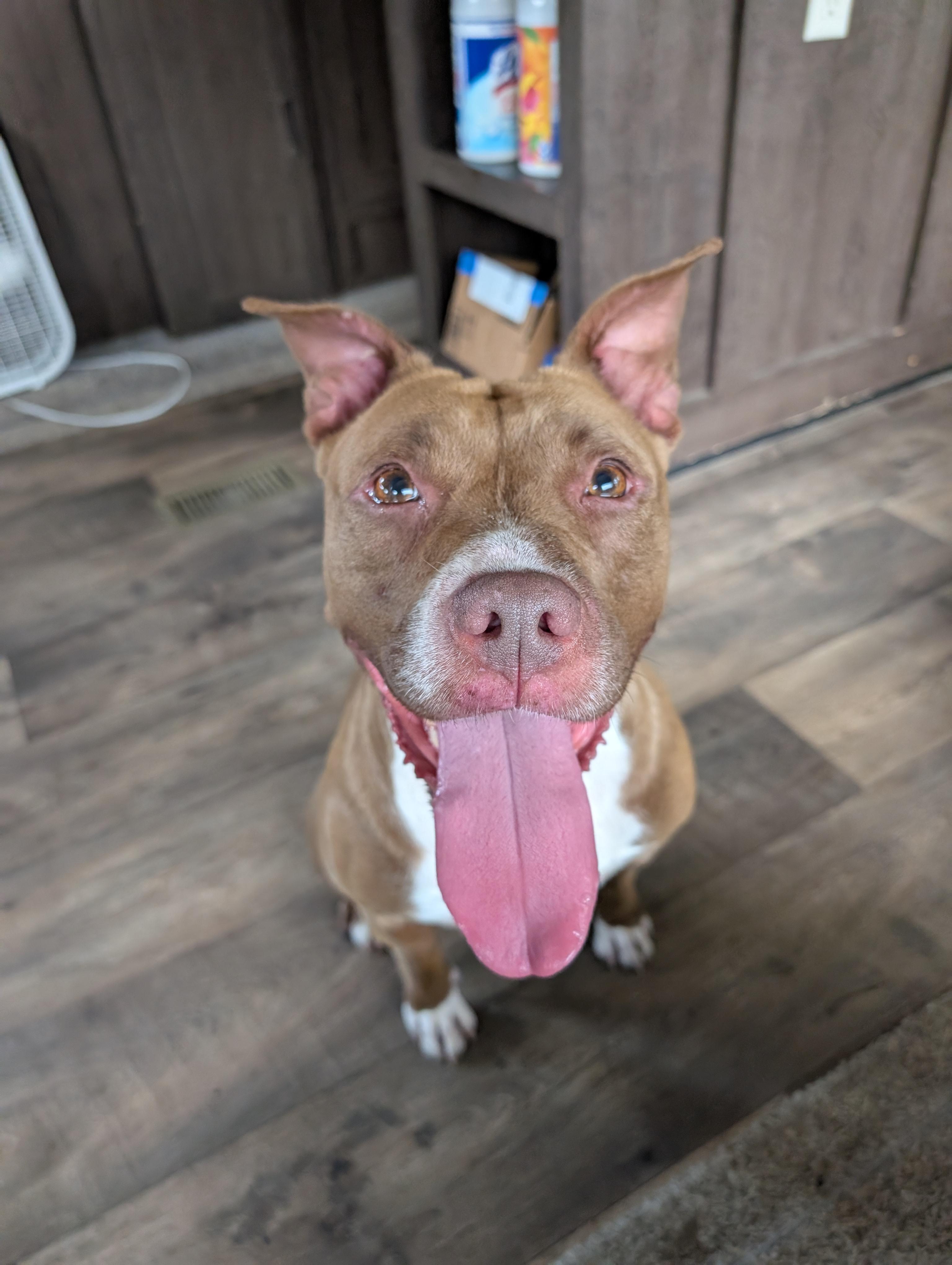 Enlarge Tia, a Adoptable mixed breed in Plainfield, NJ image 2/3