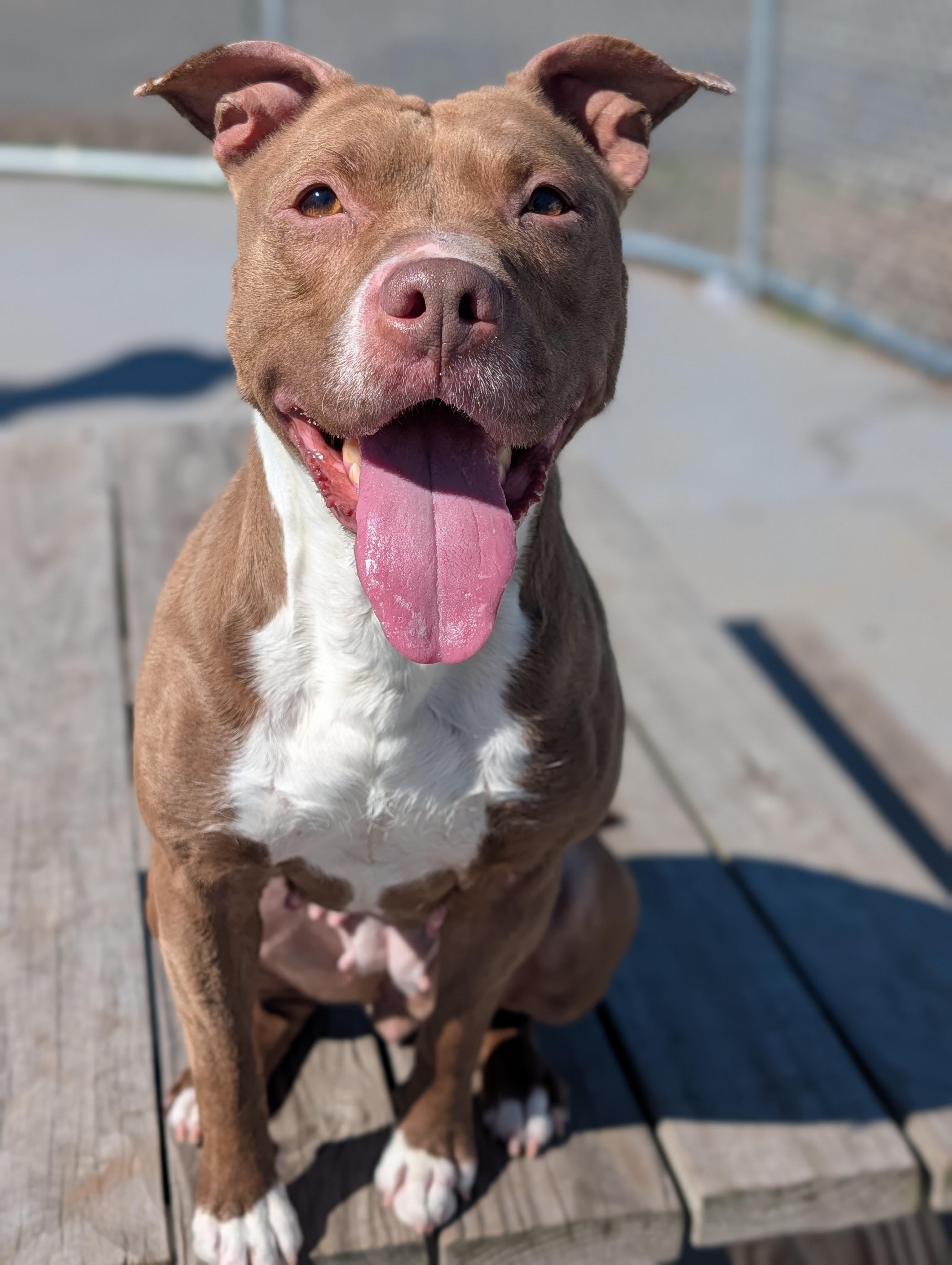 Enlarge Tia, a Adoptable mixed breed in Plainfield, NJ image 3/3