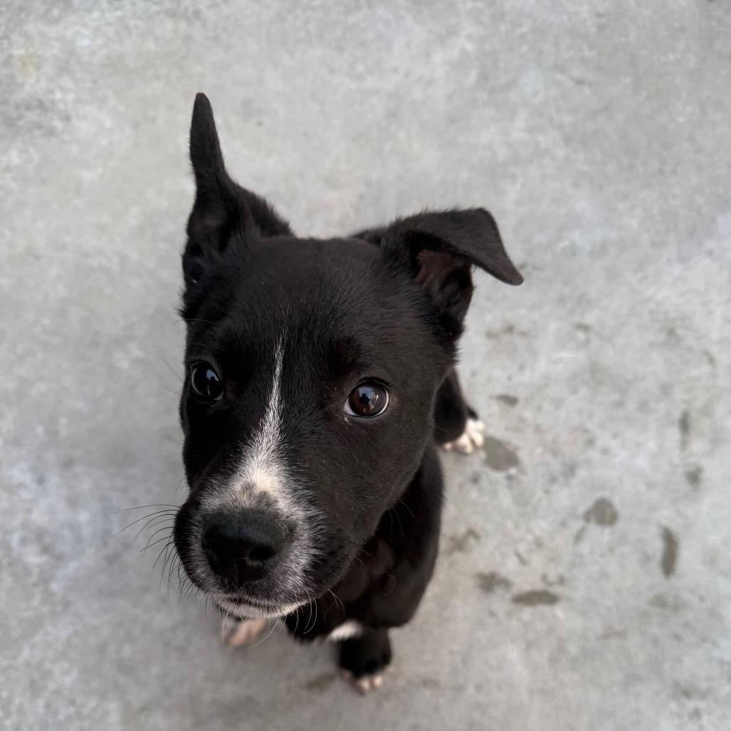 Current, Adoptable, Puppy Male Black Labrador Retriever.