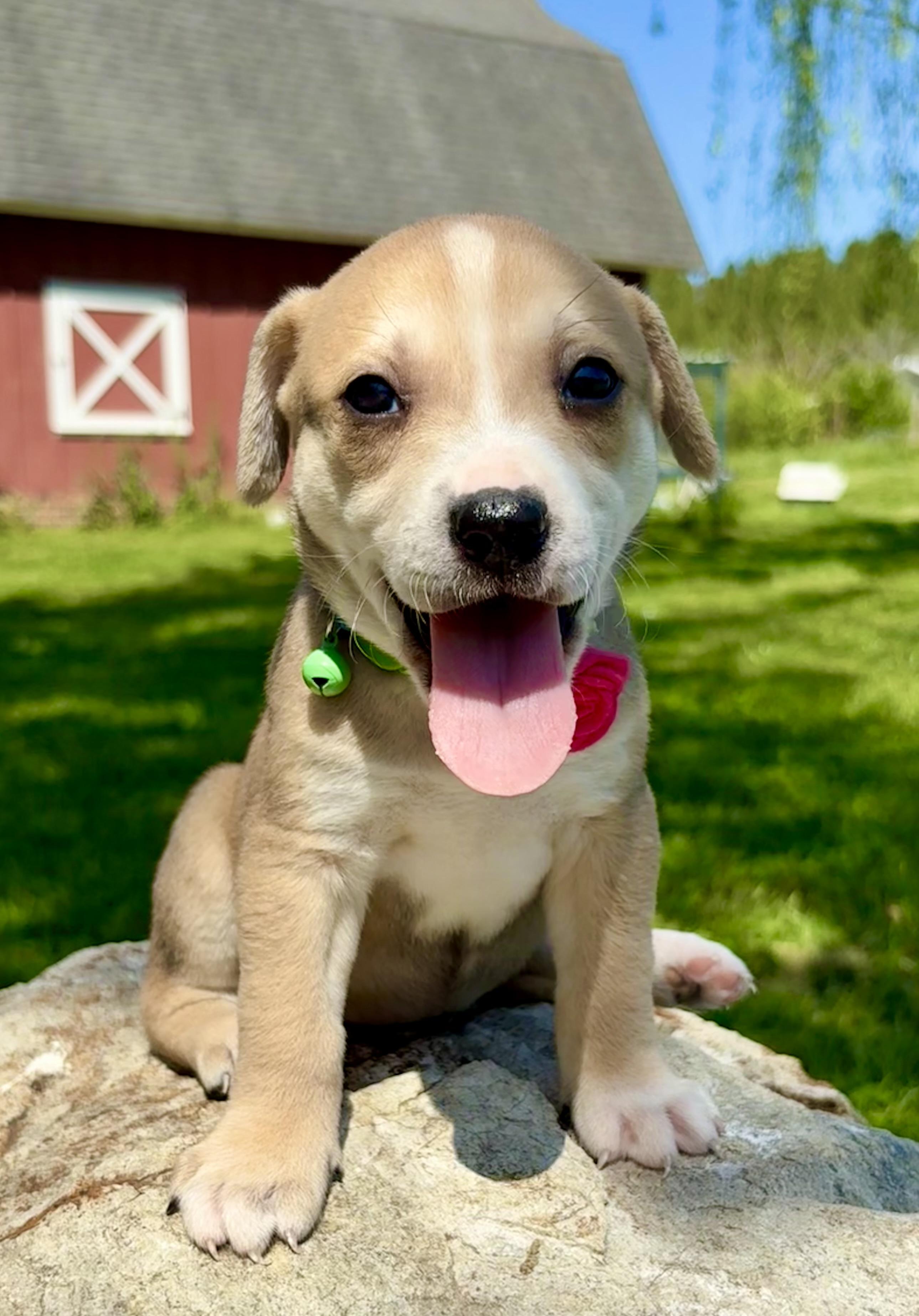 Enlarge Miranda , a Adoptable mixed breed in Pittsboro, NC image 1/4