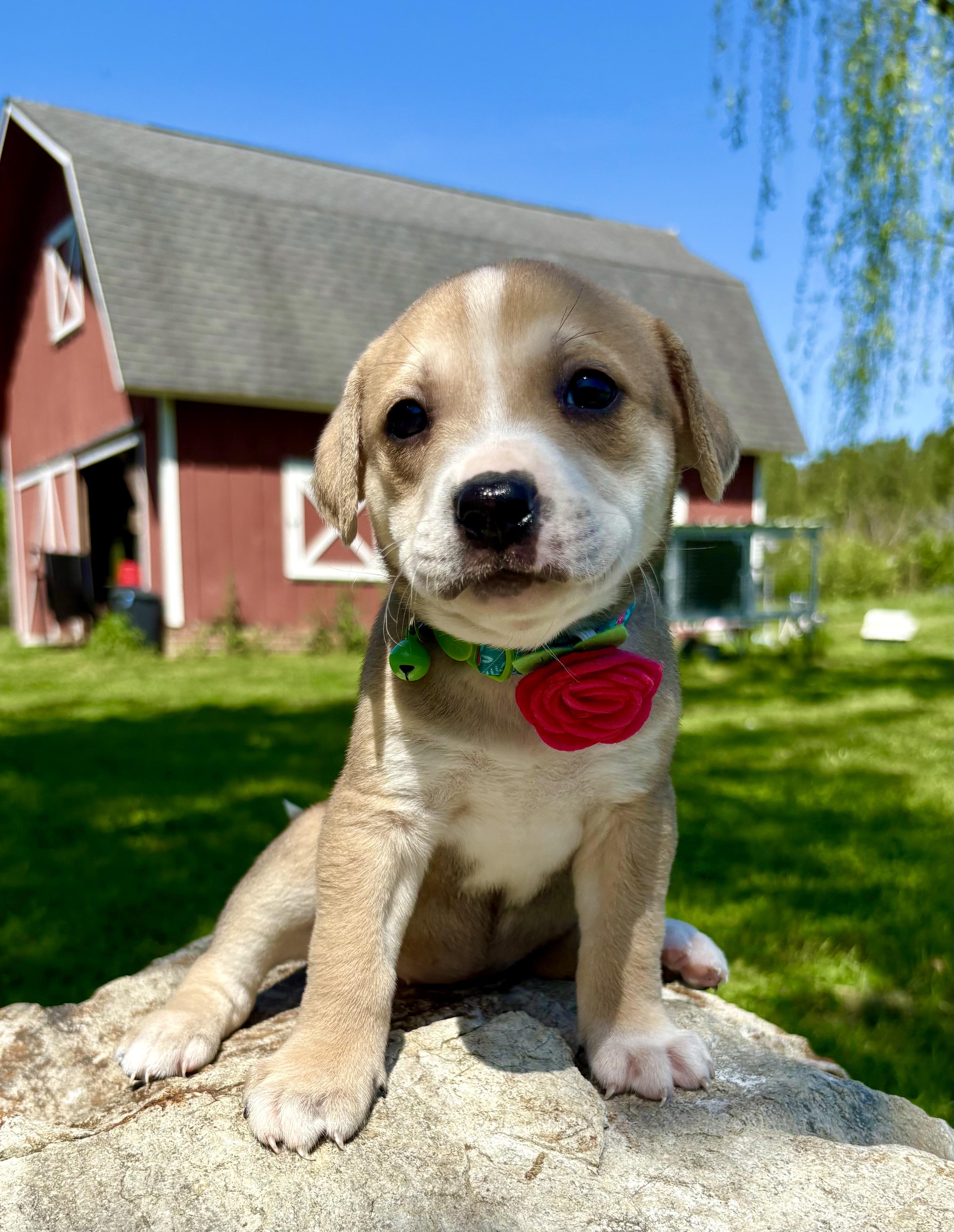 Enlarge Miranda , a Adoptable mixed breed in Pittsboro, NC image 3/4