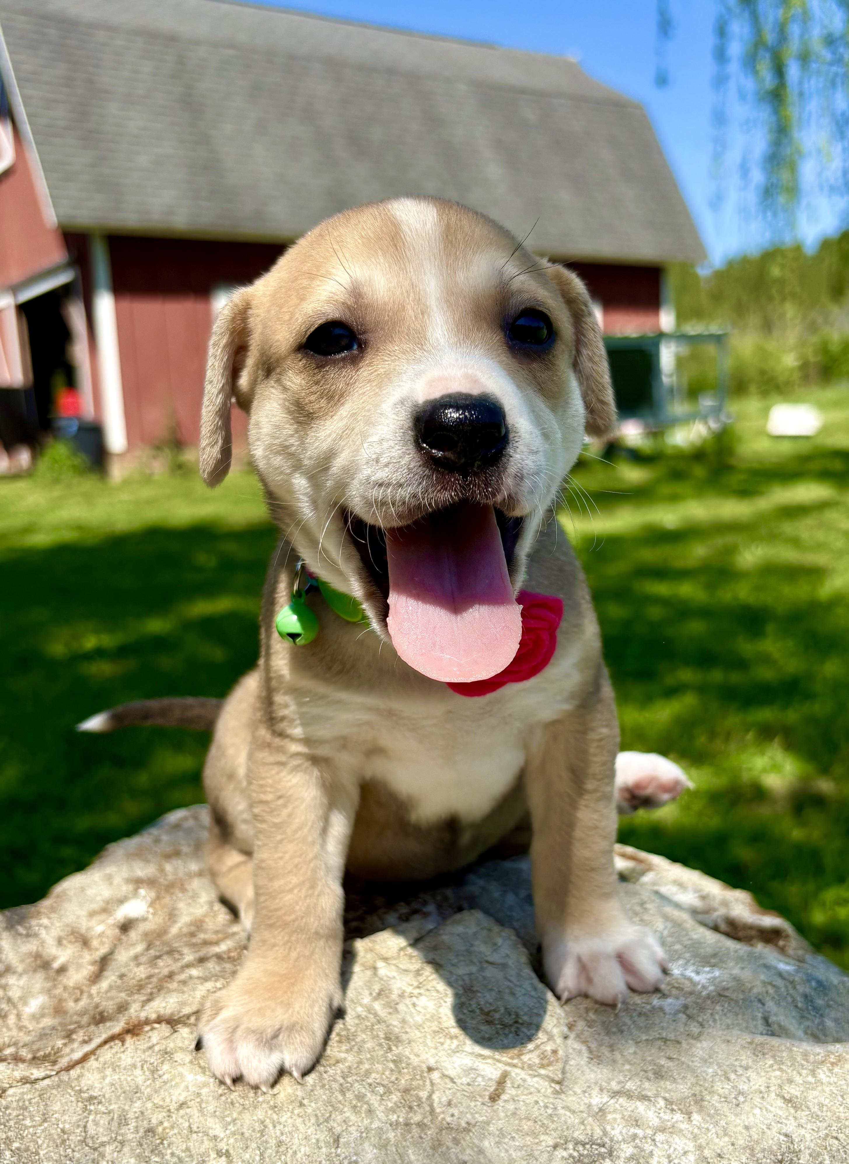Enlarge Miranda , a Adoptable mixed breed in Pittsboro, NC image 2/4
