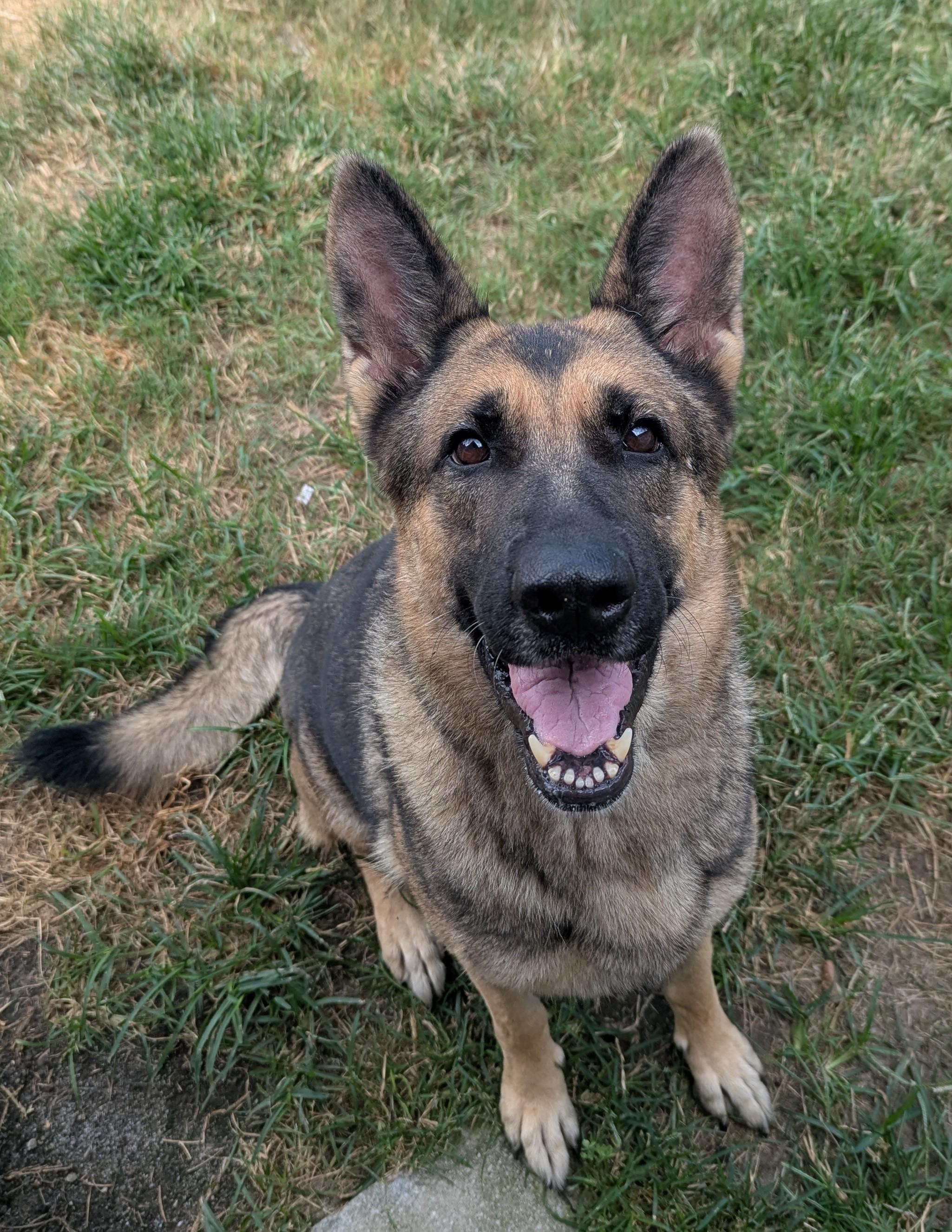 Freya, adopted, Adult Female German Shepherd Dog.