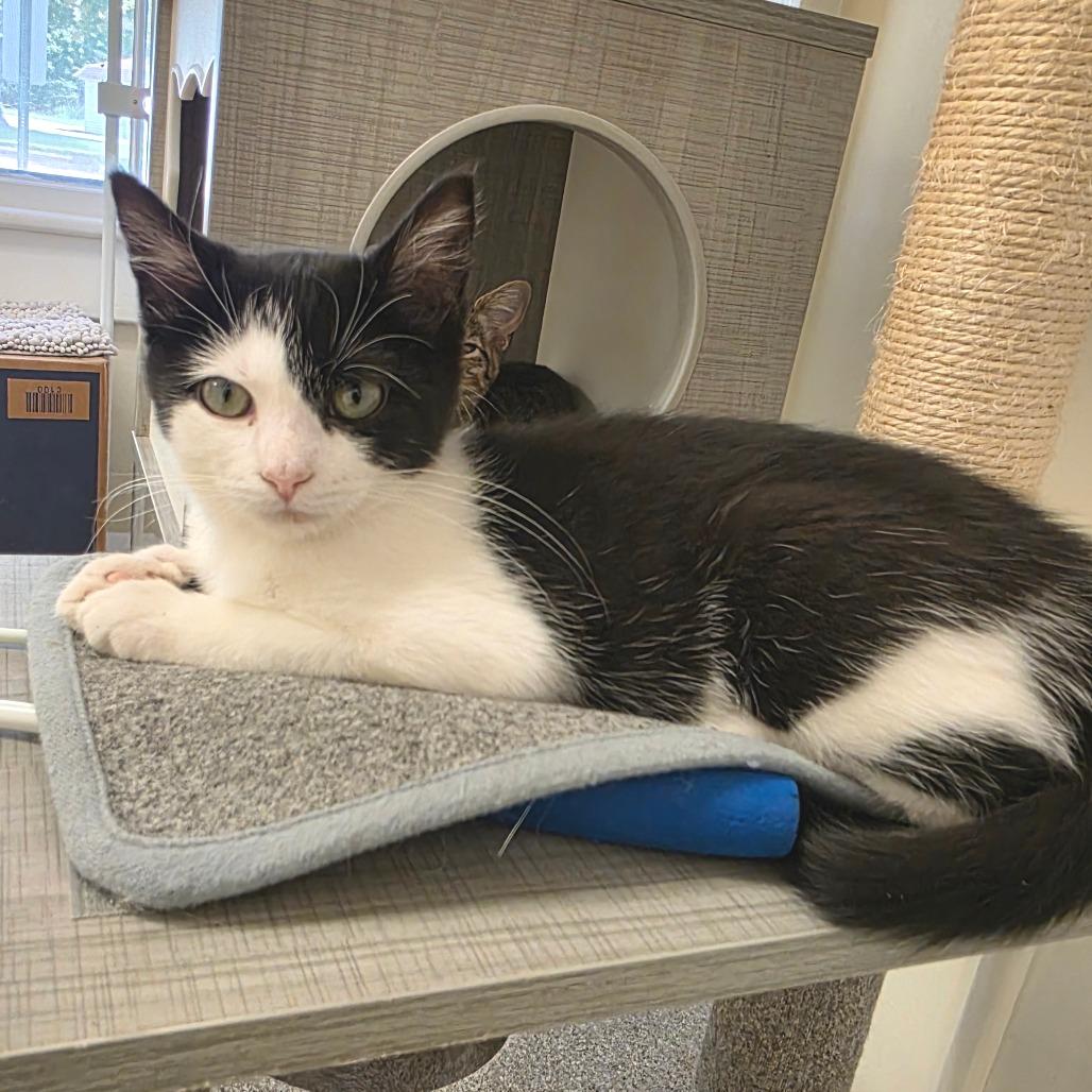 Myra, Adoptable, Young Female Domestic Short Hair.