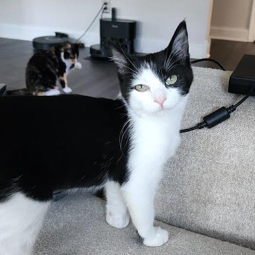 Enlarge Myra, a Adoptable Domestic Short Hair in Newport News, VA image 1/6