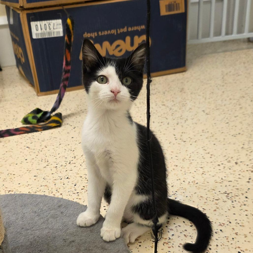 Enlarge Myra, a Adoptable Domestic Short Hair in Newport News, VA image 2/6