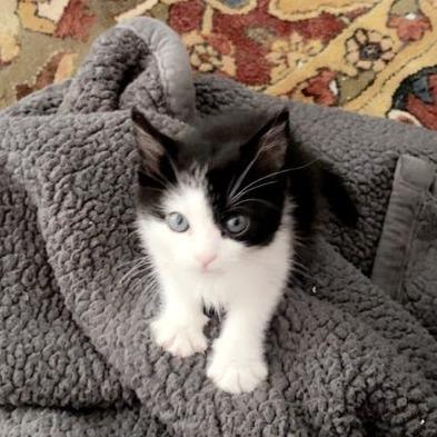 Enlarge Myra, a Adoptable Domestic Short Hair in Newport News, VA image 3/6