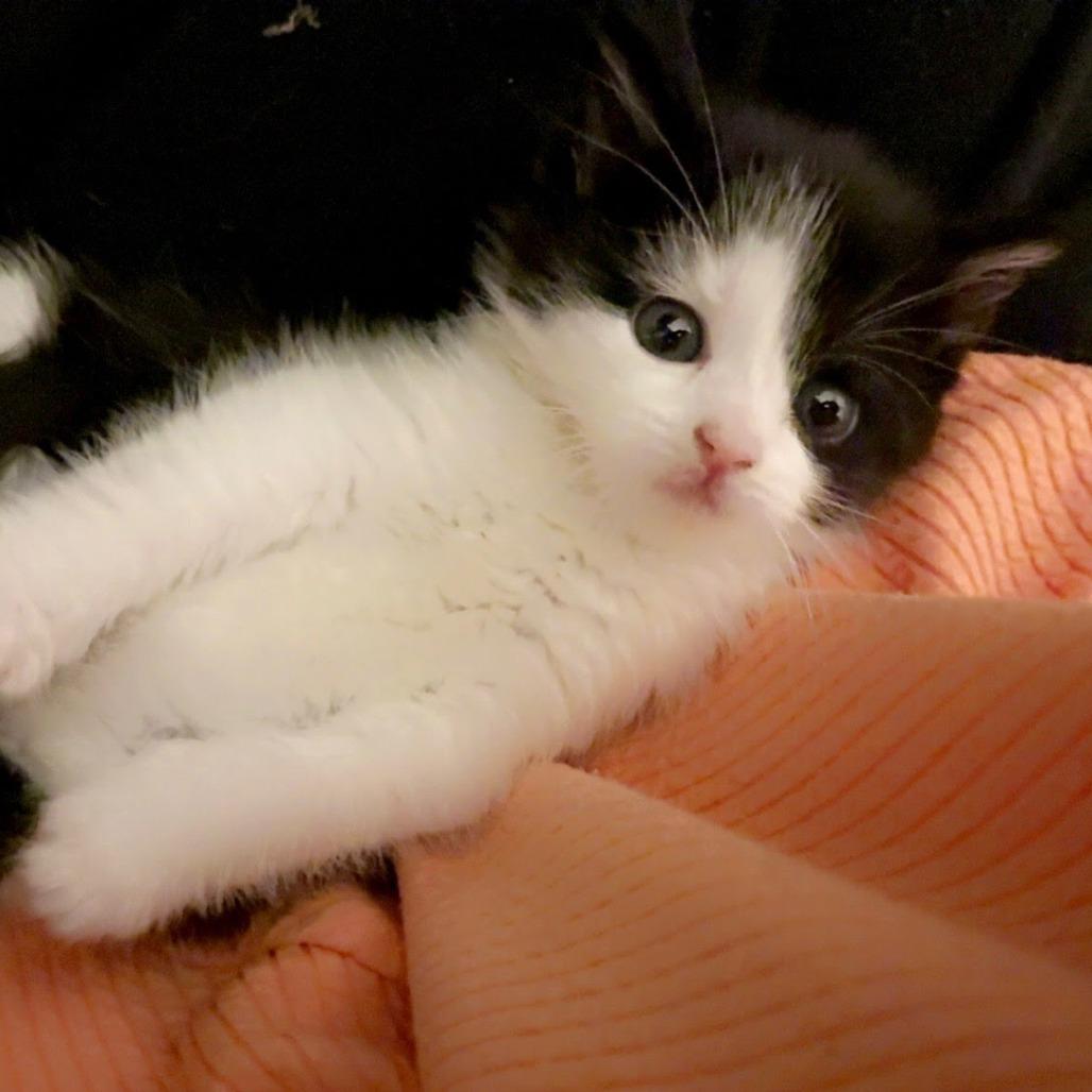 Enlarge Myra, a Adoptable Domestic Short Hair in Newport News, VA image 4/6