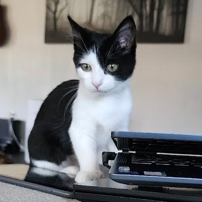 Enlarge Myra, a Adoptable Domestic Short Hair in Newport News, VA image 4/6