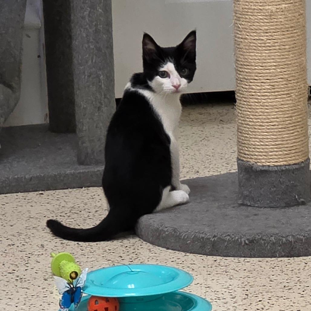 Enlarge Myra, a Adoptable Domestic Short Hair in Newport News, VA image 5/6