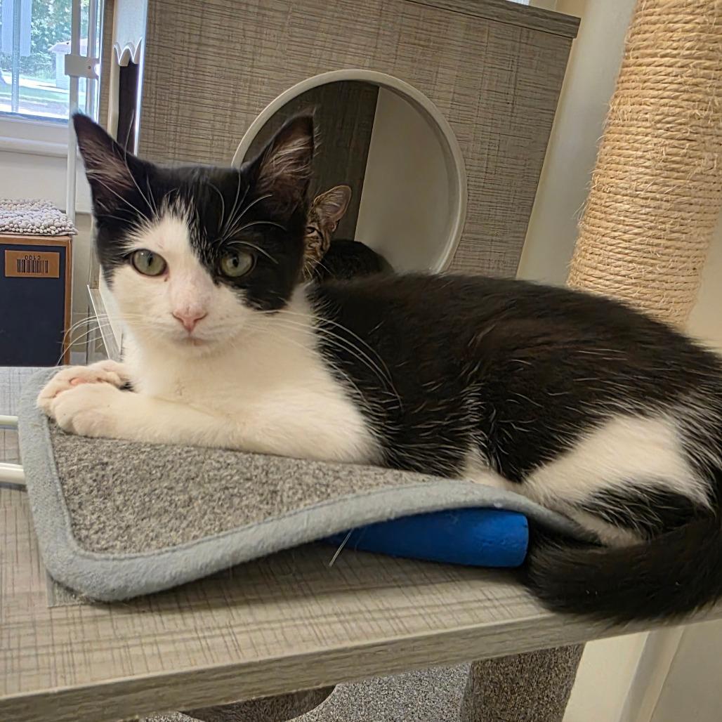 Enlarge Myra, a Adoptable Domestic Short Hair in Newport News, VA image 6/6