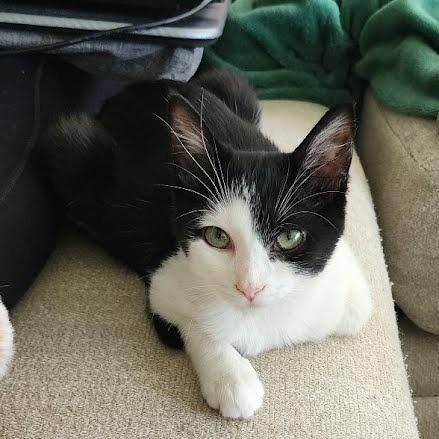 Enlarge Myra, a Adoptable Domestic Short Hair in Newport News, VA image 6/6