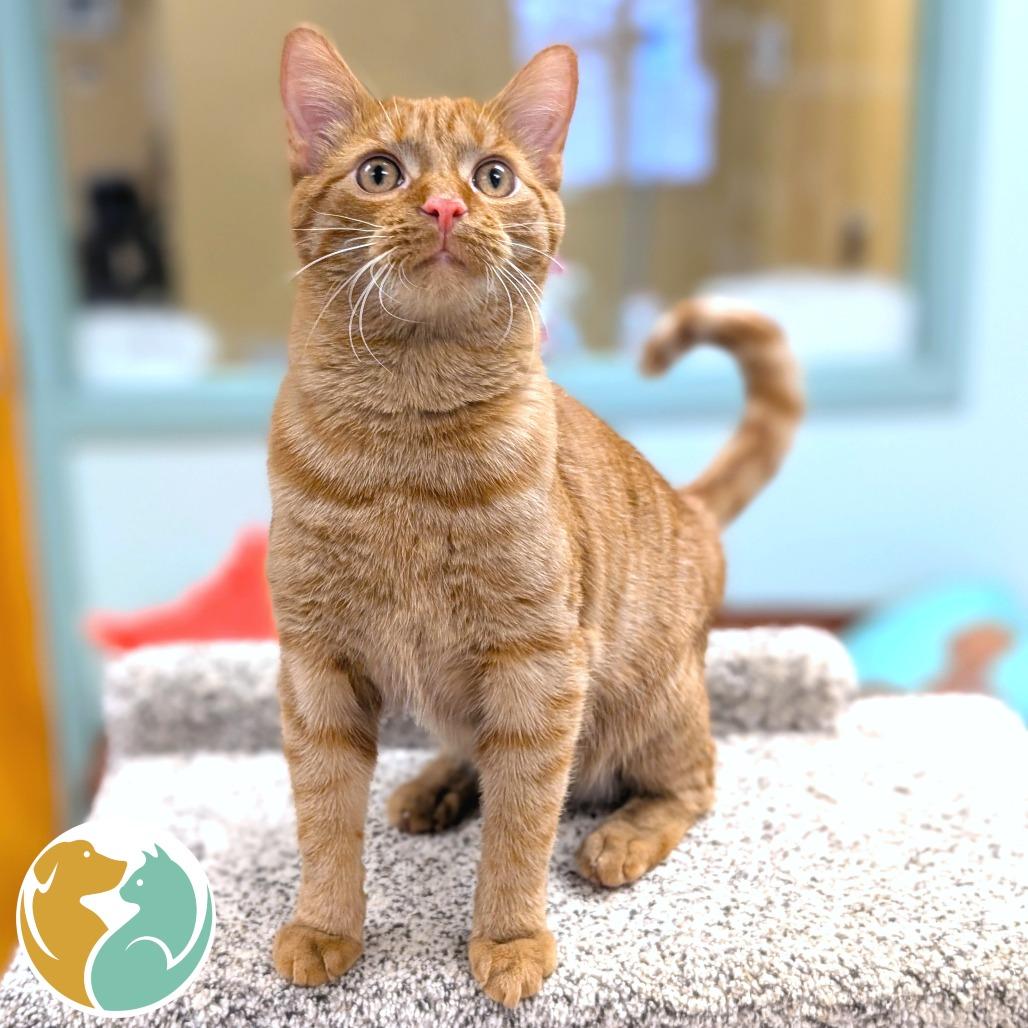 Illy, Adoptable, Young Male Domestic Medium Hair.