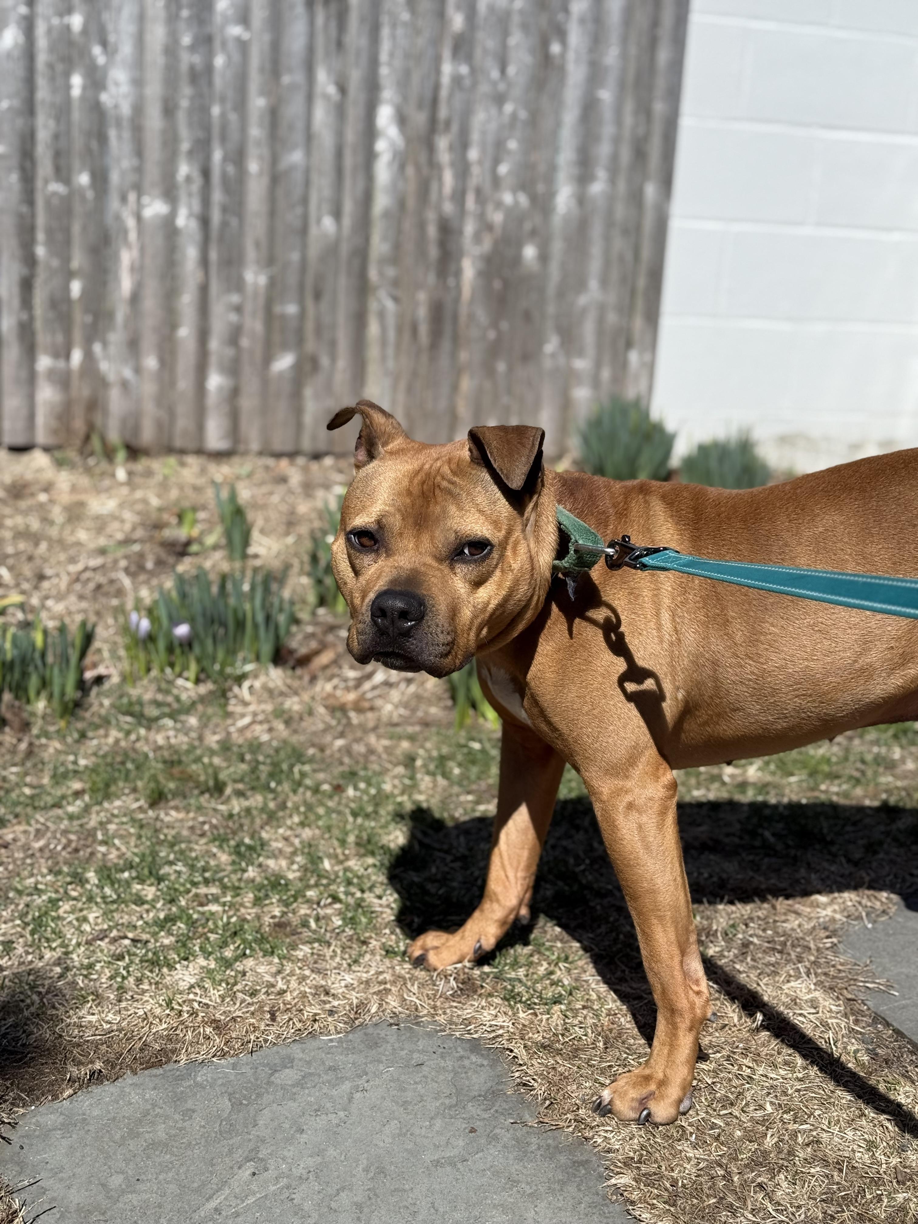 Rocky, a Adoptable Pit Bull Terrier in AQUEBOGUE, NY image 5/6
