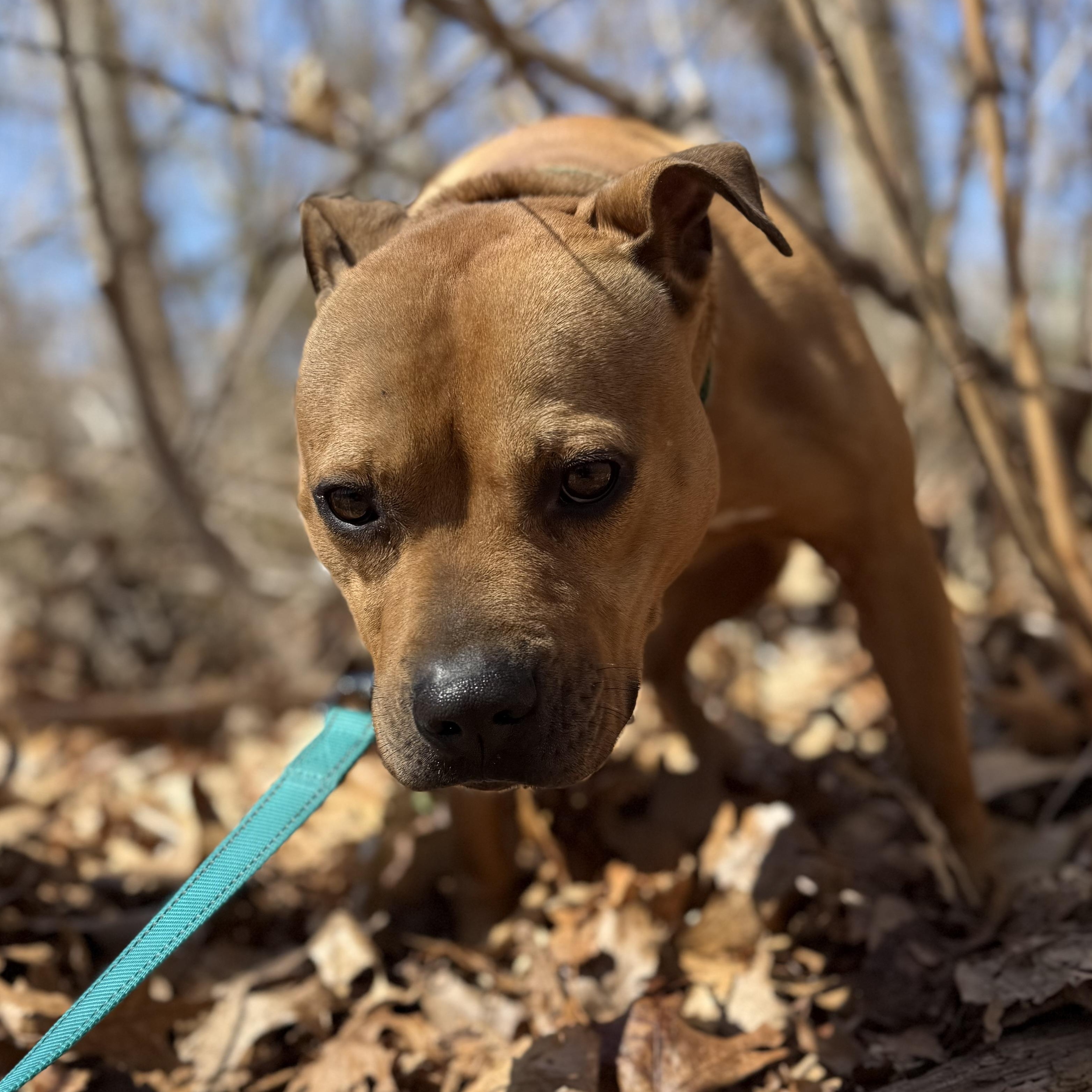 Rocky, a Adoptable Pit Bull Terrier in AQUEBOGUE, NY image 3/6
