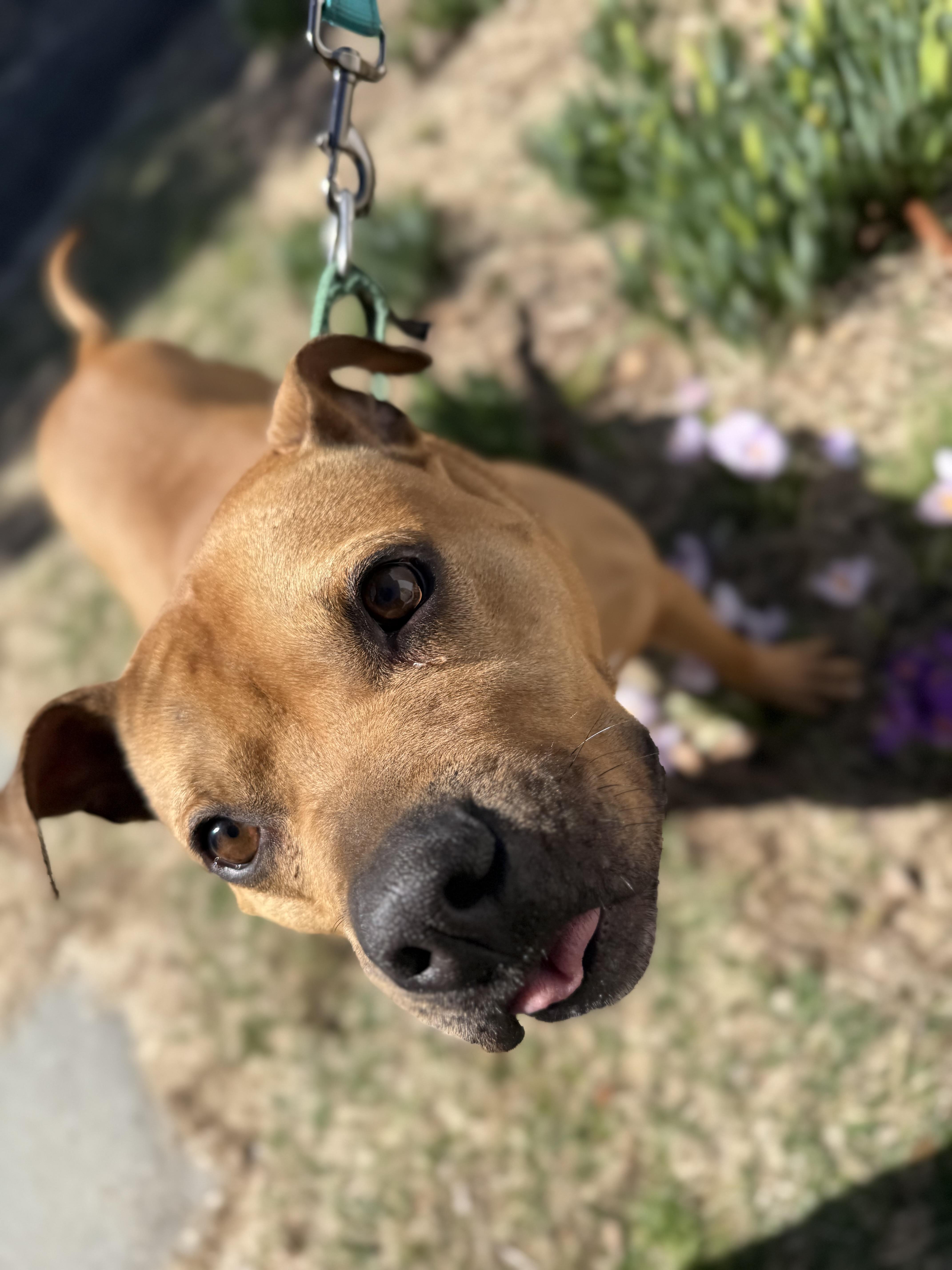 Rocky, a Adoptable Pit Bull Terrier in AQUEBOGUE, NY image 6/6