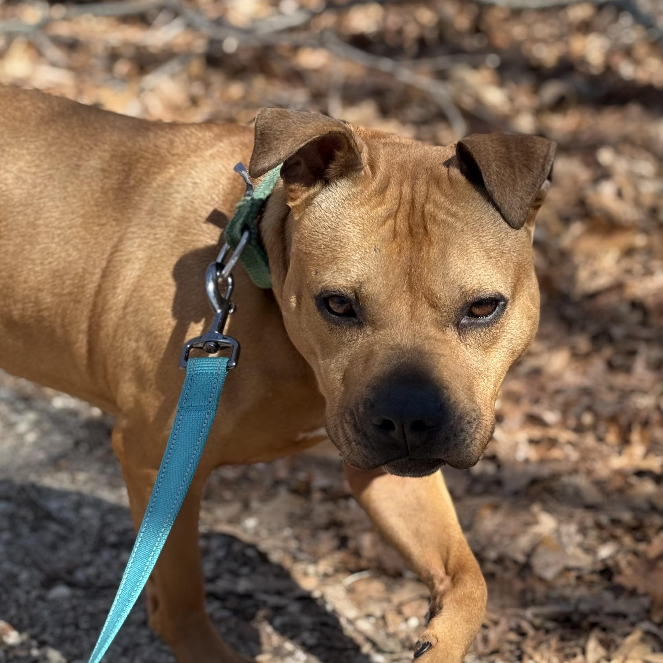 Rocky, a Adoptable Pit Bull Terrier in AQUEBOGUE, NY image 2/6