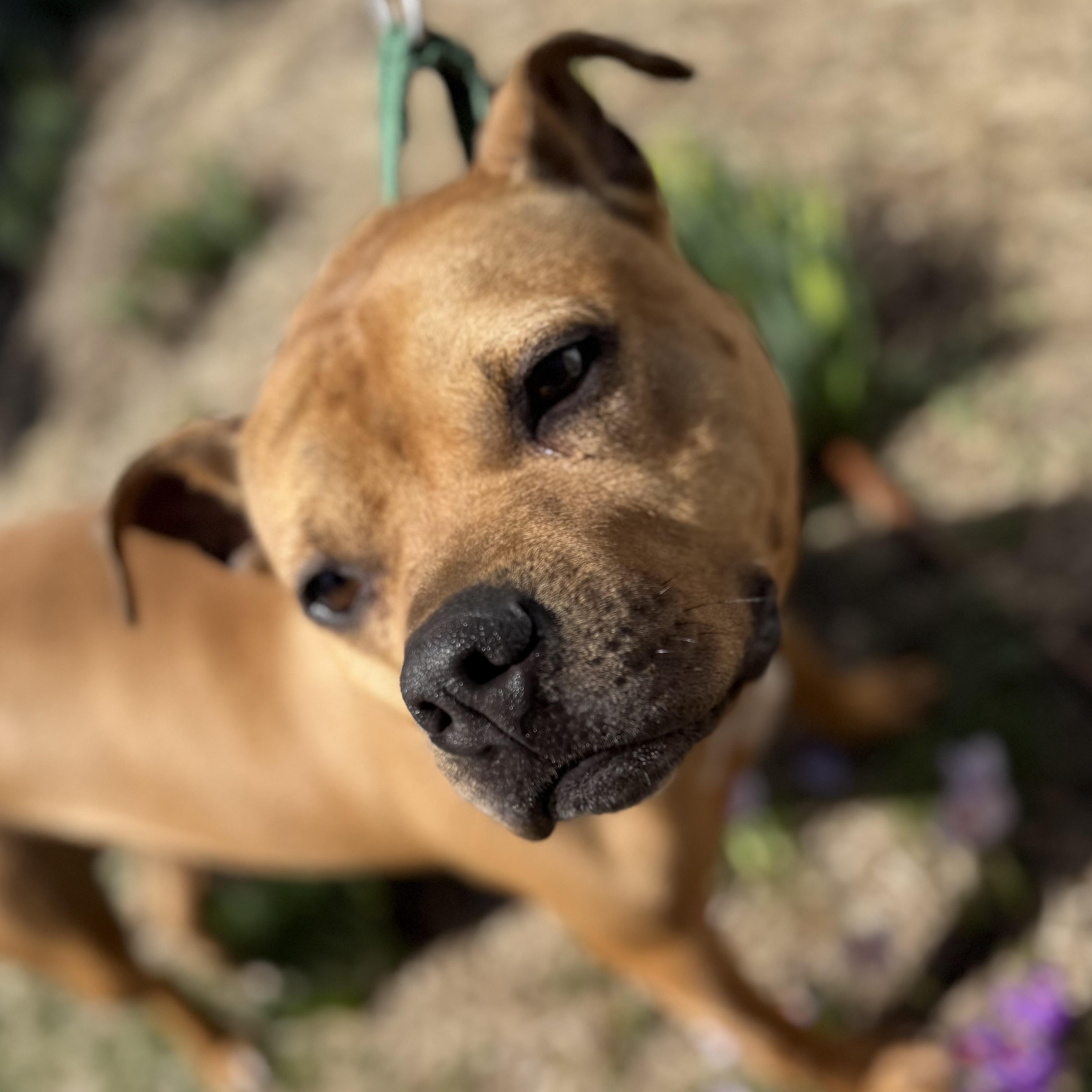 Rocky, Adoptable, Adult Male Pit Bull Terrier.