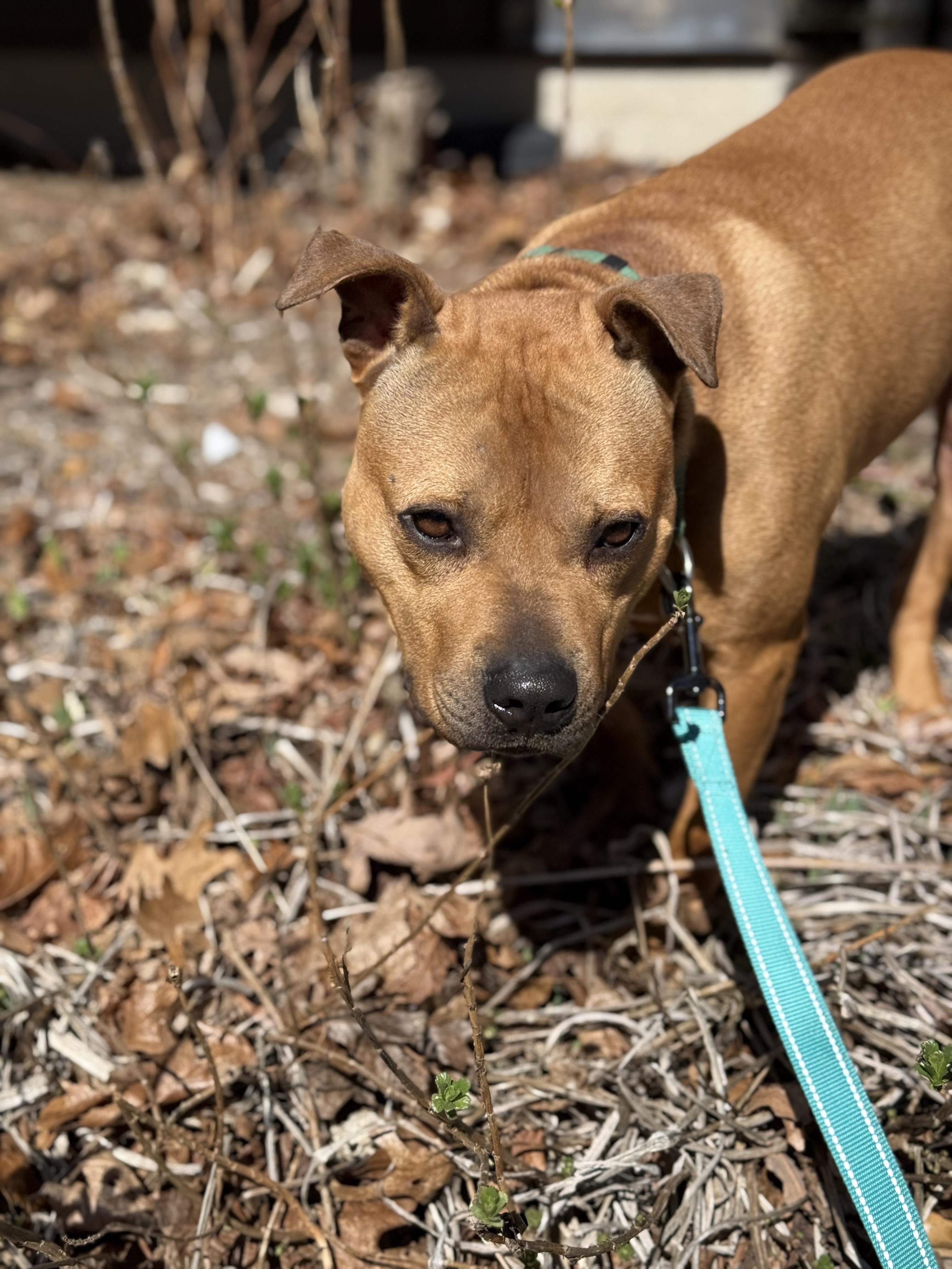 Rocky, a Adoptable Pit Bull Terrier in AQUEBOGUE, NY image 4/6