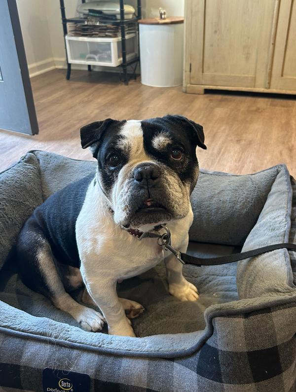 Jersey, Adoptable, Adult Female American Bulldog.