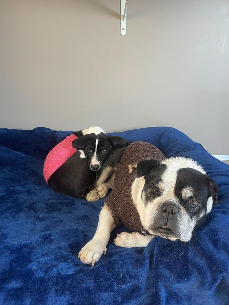 Jersey, Adoptable, Adult Female American Bulldog.