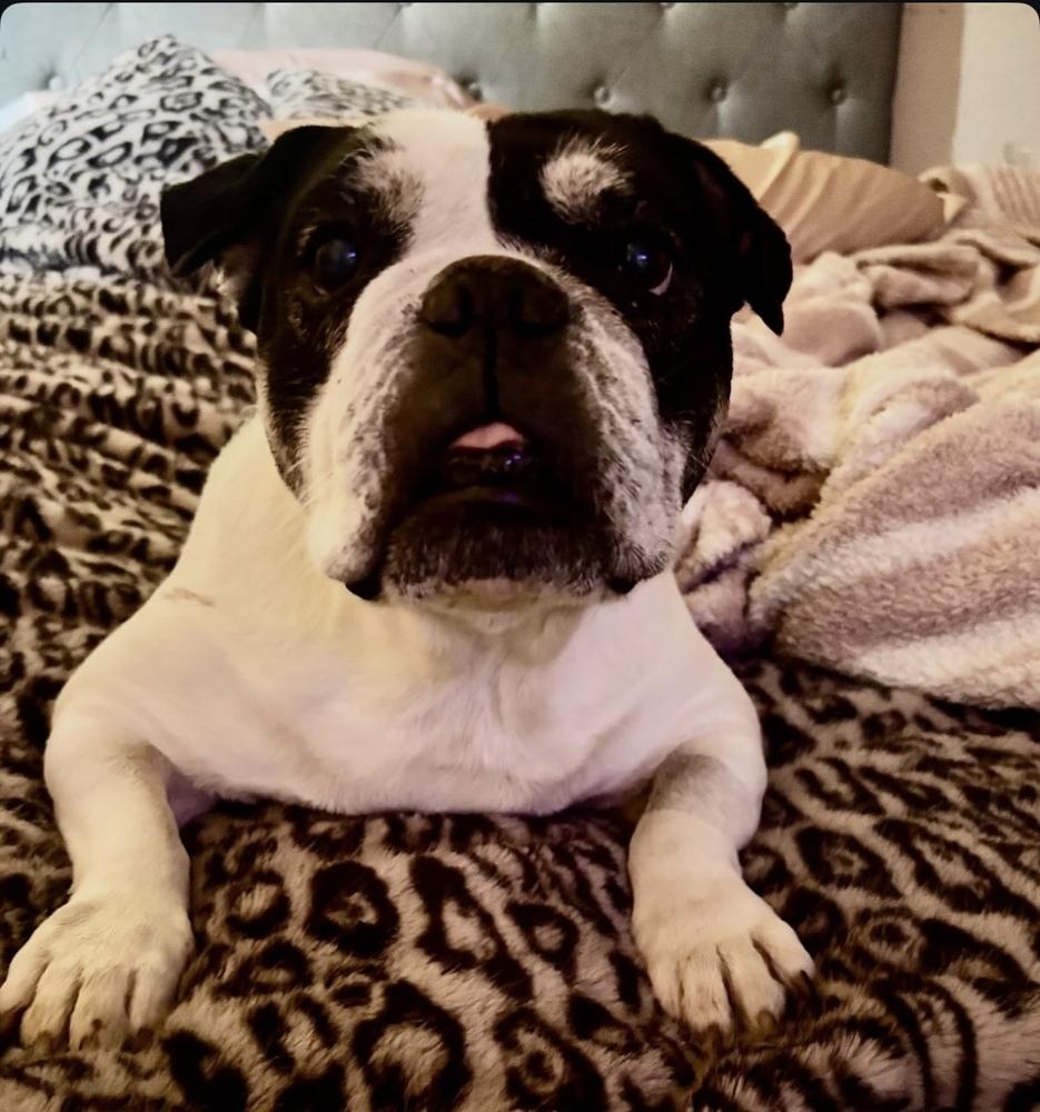 Jersey, a Adoptable mixed breed in San Diego, CA image 2/6