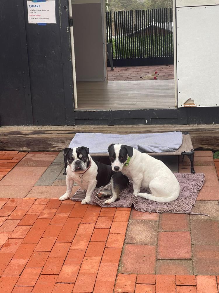 Enlarge Jersey, a Adoptable mixed breed in San Diego, CA image 3/6