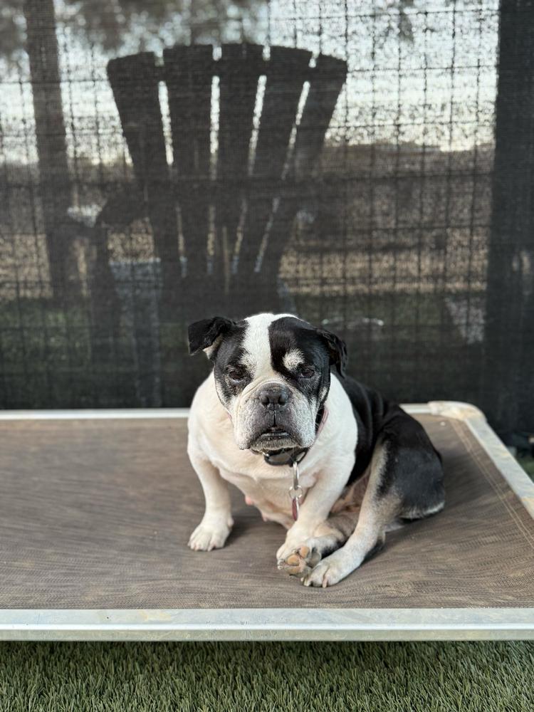 Jersey, a Adoptable mixed breed in San Diego, CA image 3/6